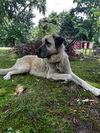adoptable Dog in Jackson, NJ named LUNA