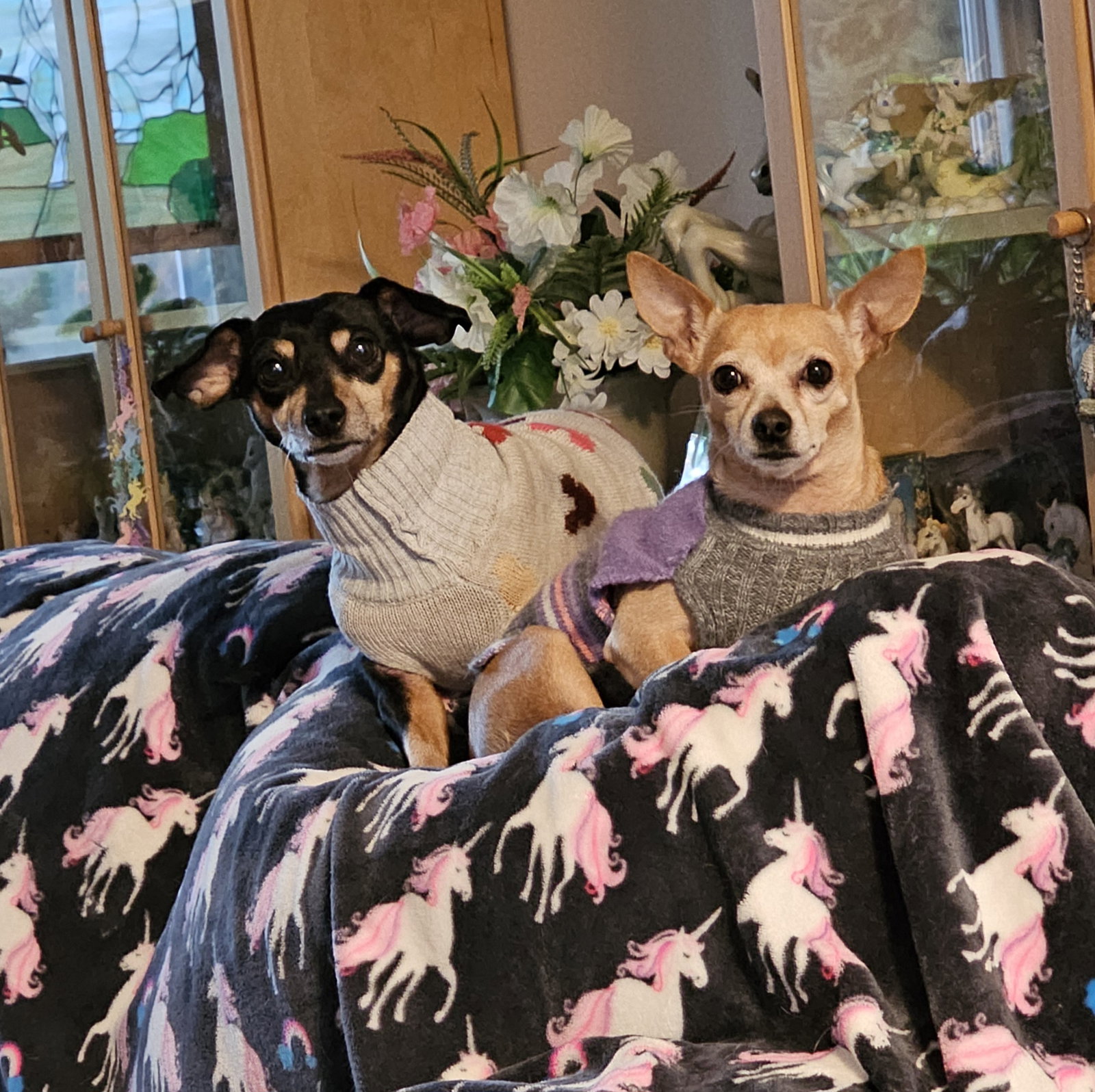 BROWNIE&SALLY--BONDED PAIR