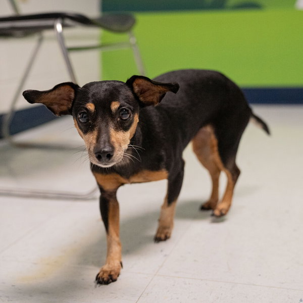 BROWNIE&SALLY--BONDED PAIR