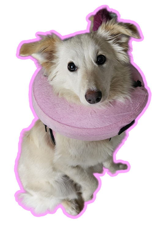 picture of the dog needing adoption