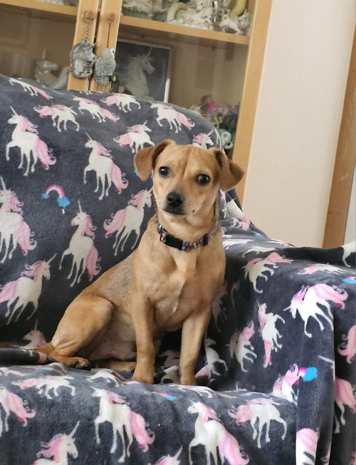Pepper Jack Aka Pj photo 2