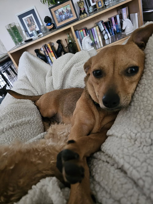 Pepper Jack Aka Pj photo 3