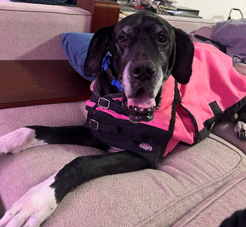 Cassie, an adoptable Great Dane in Arlington, TX
