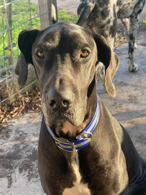 Luna, an adoptable Great Dane in Arlington, TX