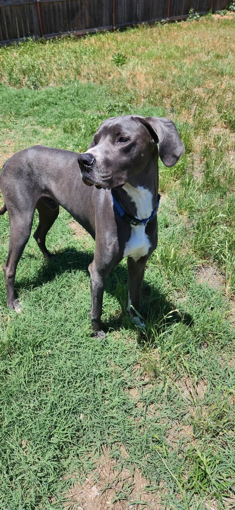 Atlas photo 3