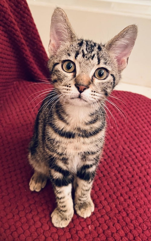 Bentley boy, Baby Domestic Short Hair, cat for adoption in Pflugerville, Texas