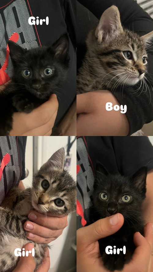Houston Astros kittens!, Baby Domestic Short Hair / Bombay / Mixed, cat for adoption in Pflugerville, Texas