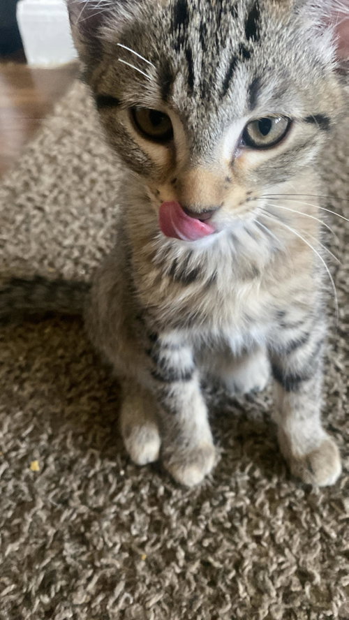 Photo 2 of Houston Astros kittens!