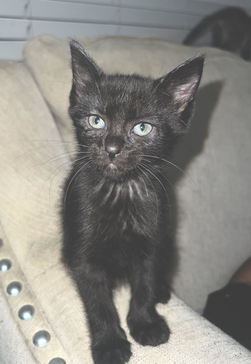 Photo 3 of Houston Astros kittens!