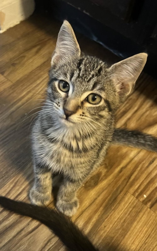 Photo 4 of Houston Astros kittens!