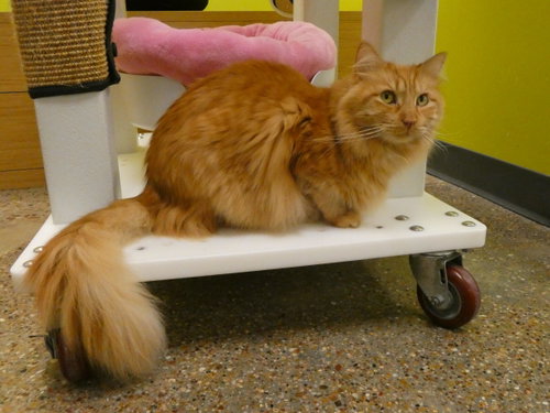 Photo 2 of George The Majestic Icon