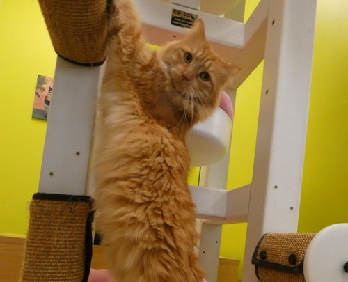 Photo 5 of George The Majestic Icon