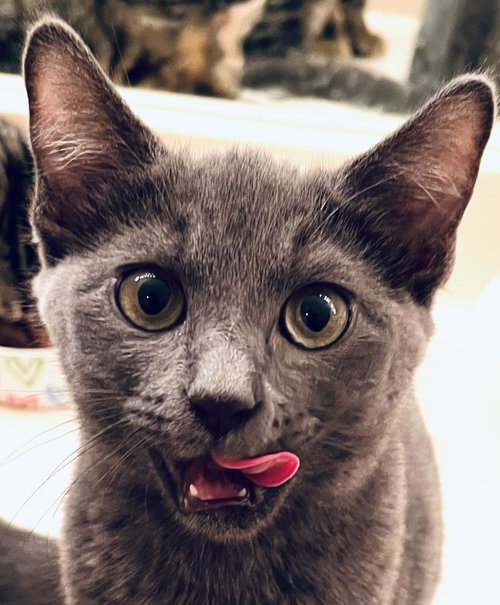 Taxi Girls - Porsche, Baby Domestic Short Hair / Russian Blue / Mixed, cat for adoption in Pflugerville, Texas