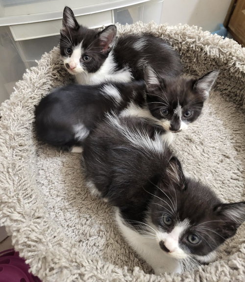 Photo 2 of Cookie Jar kittens!