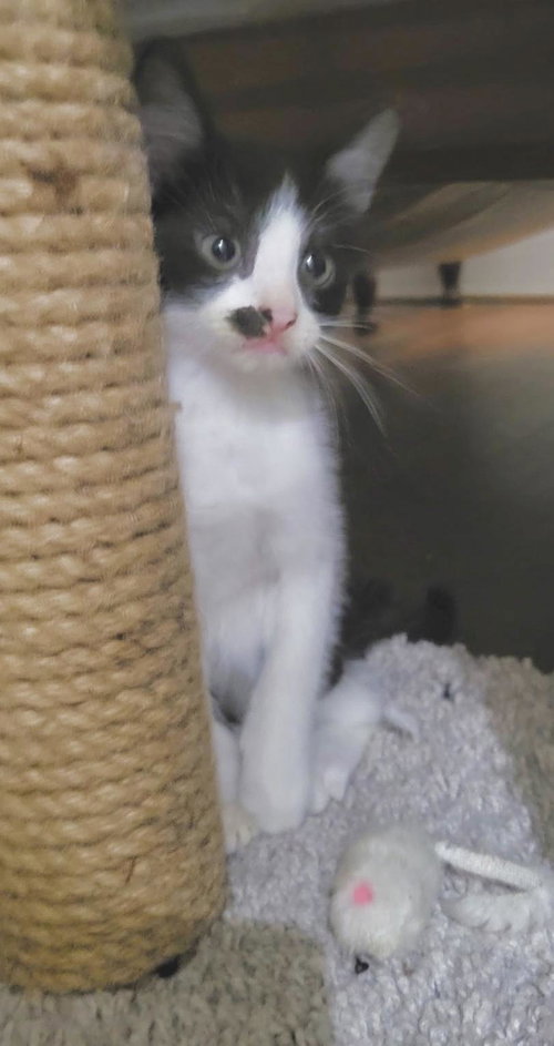 Photo 3 of Cookie Jar kittens!