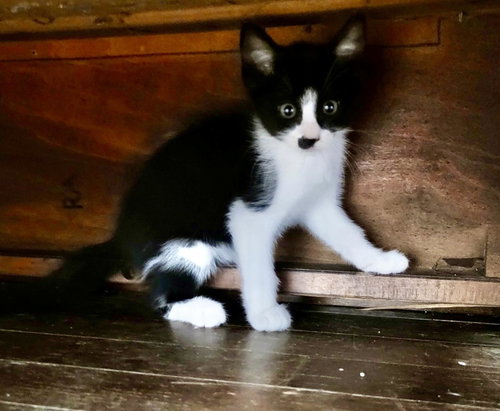 Photo 4 of Cookie Jar kittens!