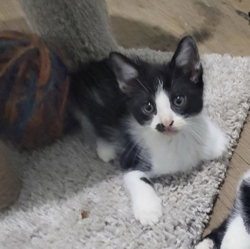 Photo 5 of Cookie Jar kittens!