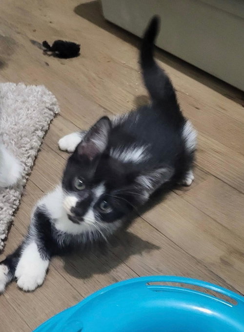Photo 6 of Cookie Jar kittens!
