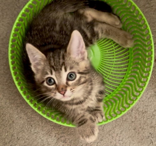 Photo 3 of Endless summer kittens #2