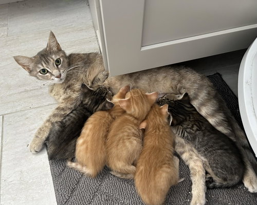 Felicity (The Happy Cat), Young Domestic Short Hair / Dilute Tortoiseshell / Mixed, cat for adoption in Pflugerville, Texas