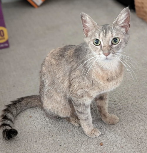 Photo 2 of Felicity (The Happy Cat)