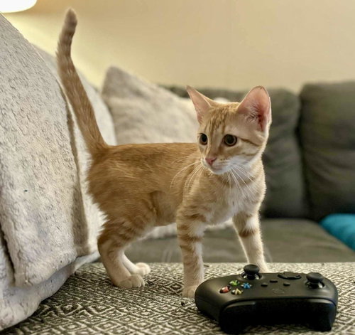 Beanie Weanie (lap kitty, dog-friendly), Baby Domestic Short Hair, cat for adoption in Pflugerville, Texas