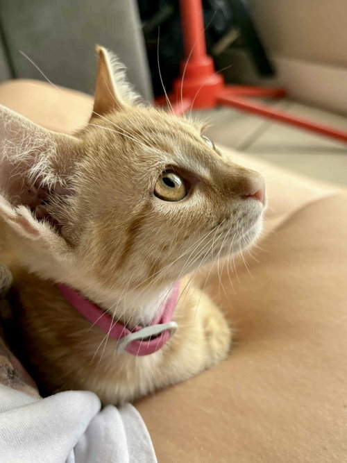 Photo 2 of Beanie Weanie (lap kitty, dog-friendly)