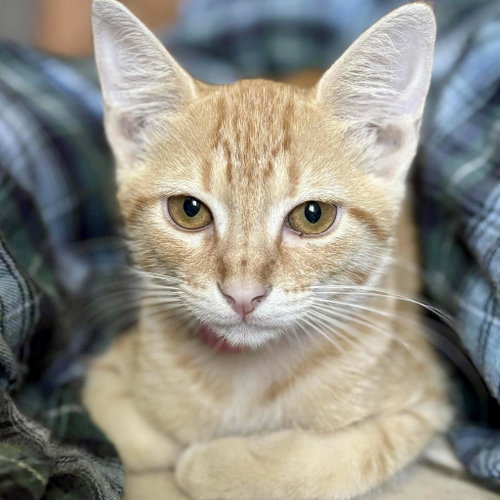 Photo 4 of Beanie Weanie (lap kitty, dog-friendly)