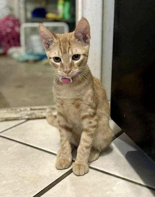 Skippy (Snuggly, dog-friendly), Baby Domestic Short Hair, cat for adoption in Pflugerville, Texas