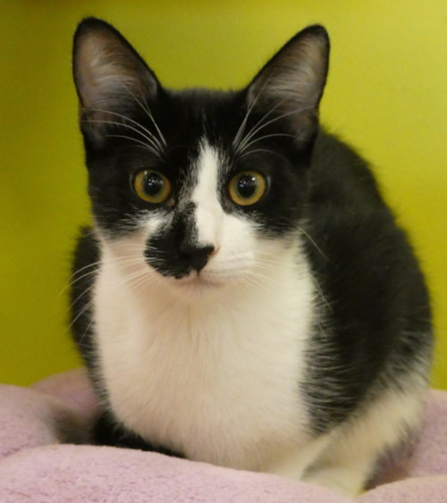 Photo 2 of Ulysses (Bonded Pair With Ursula)