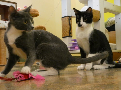 Photo 3 of Ulysses (Bonded Pair With Ursula)