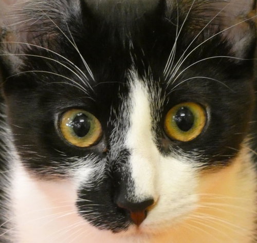 Photo 4 of Ulysses (Bonded Pair With Ursula)