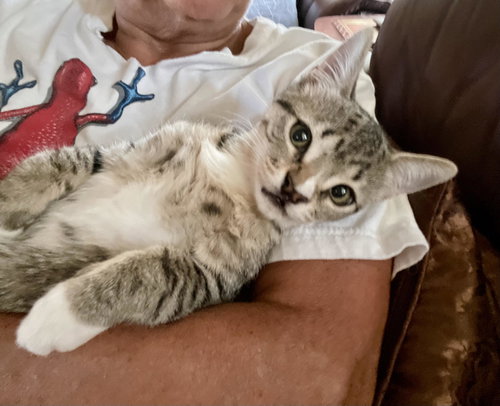 (Free) Willy, Baby Domestic Short Hair, cat for adoption in Pflugerville, Texas