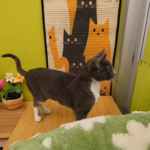 Ursula  (Bonded Pair With Ulysses), Young Domestic Short Hair, cat for adoption in Pflugerville, Texas