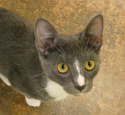 Photo 2 of Ursula (Bonded Pair With Ulysses)