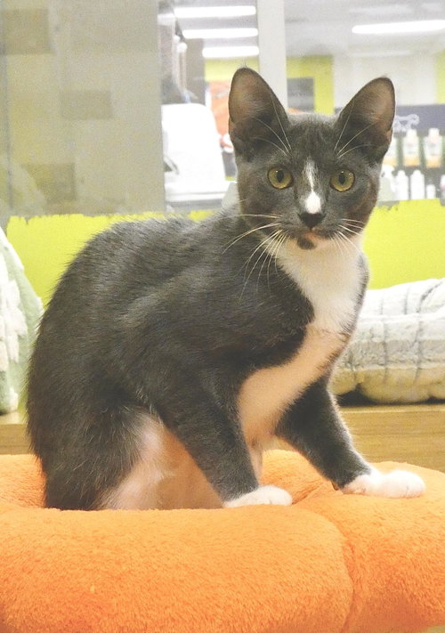 Photo 3 of Ursula (Bonded Pair With Ulysses)