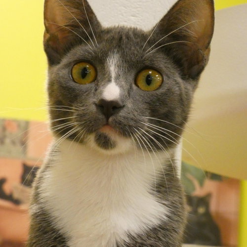 Photo 4 of Ursula (Bonded Pair With Ulysses)