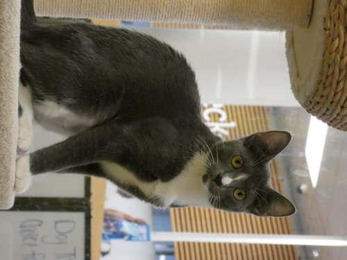 Photo 5 of Ursula (Bonded Pair With Ulysses)