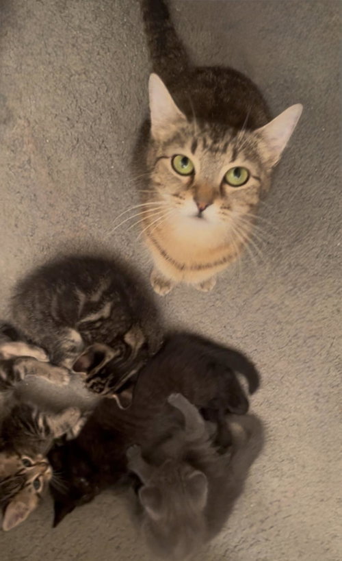 Memorial Day Special cats!, Adult Domestic Short Hair / Domestic Long Hair / Mixed, cat for adoption in Pflugerville, Texas
