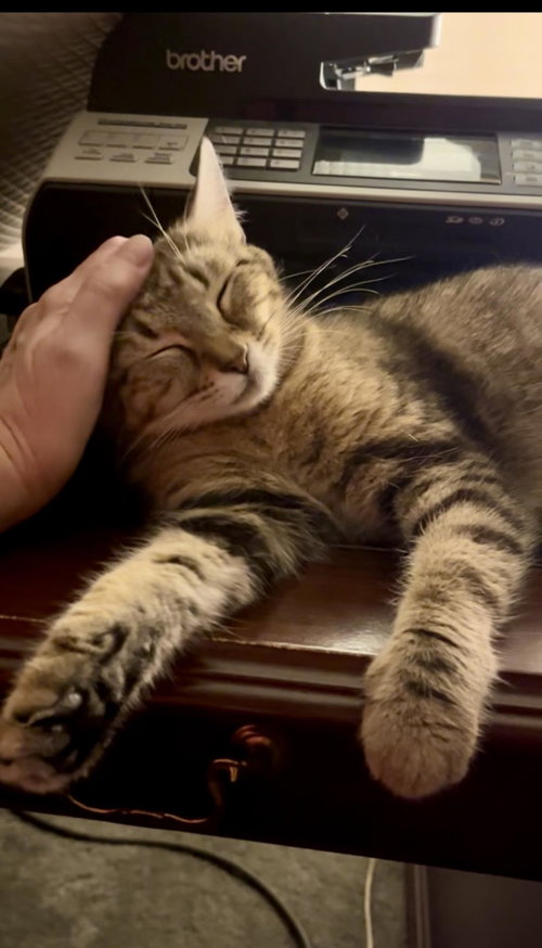 Photo 3 of Memorial Day Special cats!