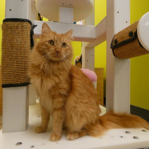 Photo 4 of Memorial Day Special cats!