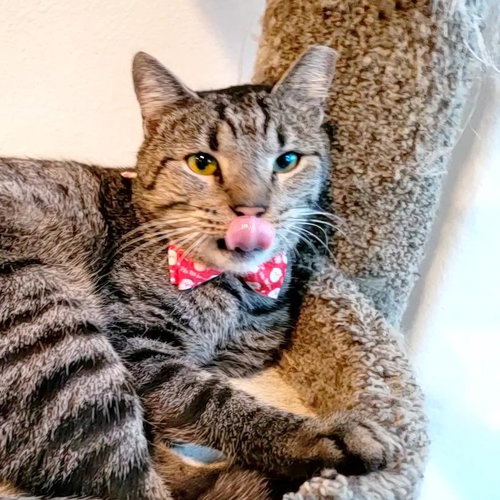 Bear (chatty & sassy), Young Domestic Short Hair, cat for adoption in Pflugerville, Texas