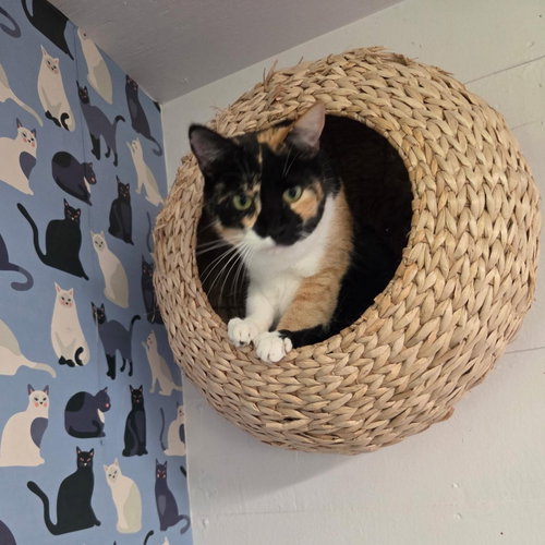 Athena (Calico goddess!), Young Calico / Domestic Short Hair / Mixed, cat for adoption in Pflugerville, Texas