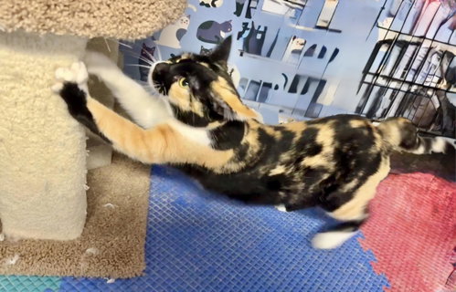 Photo 2 of Athena (Calico goddess!)