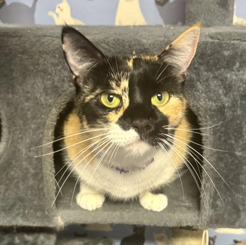 Photo 3 of Athena (Calico goddess!)