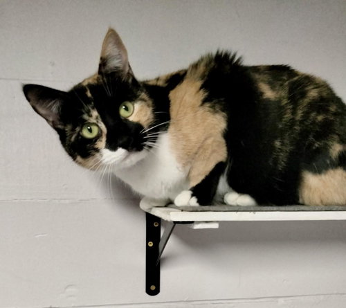 Photo 4 of Athena (Calico goddess!)