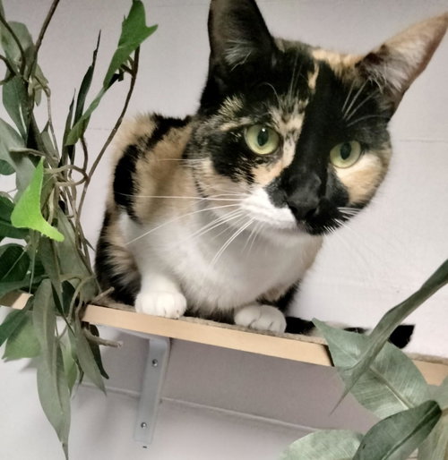 Photo 5 of Athena (Calico goddess!)