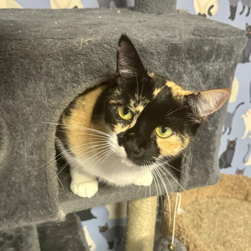 Photo 6 of Athena (Calico goddess!)