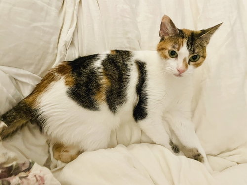 Toulose, Senior Domestic Short Hair (short coat), cat for adoption in Pflugerville, Texas
