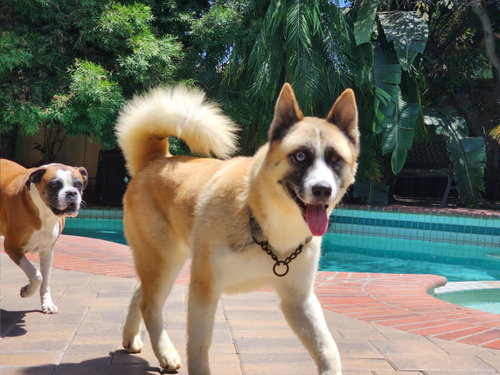 Photo of Hatchi